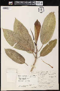 Ficus insipida image