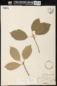 Ficus hartwegii image