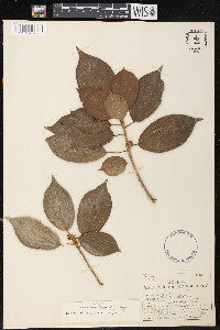 Ficus hartwegii image