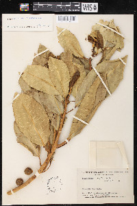 Ficus insipida image