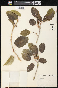 Ficus laevigata image