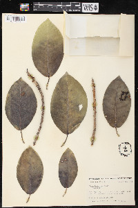 Ficus laevigata image