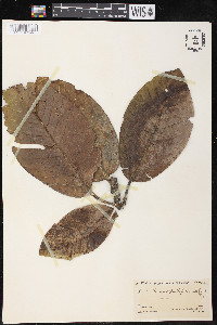 Ficus lapathifolia image