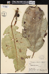 Ficus macbridei image