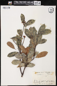 Ficus mathewsii image