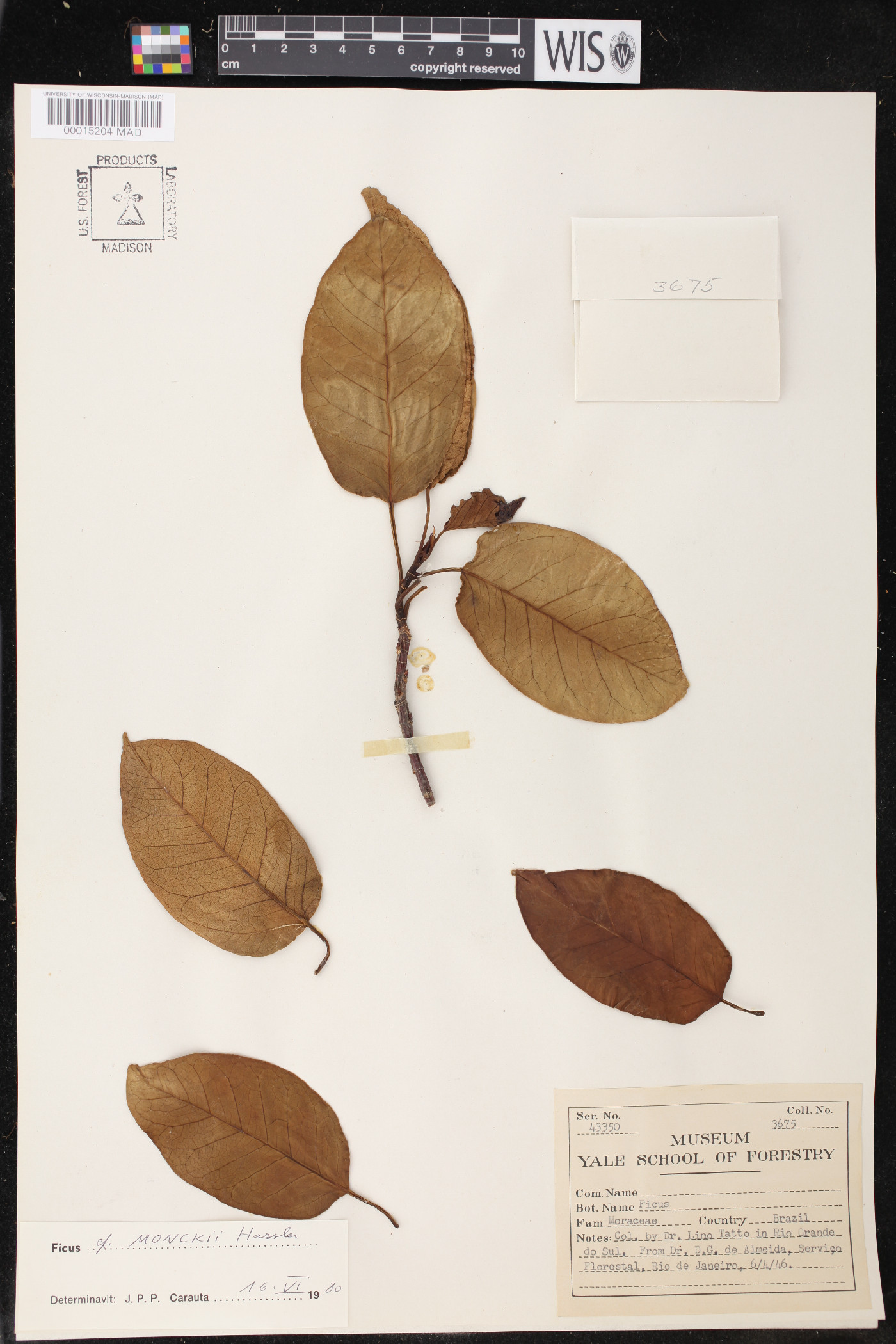 Ficus monckii image
