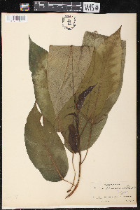 Ficus paraensis image