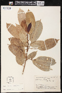 Ficus paraensis image