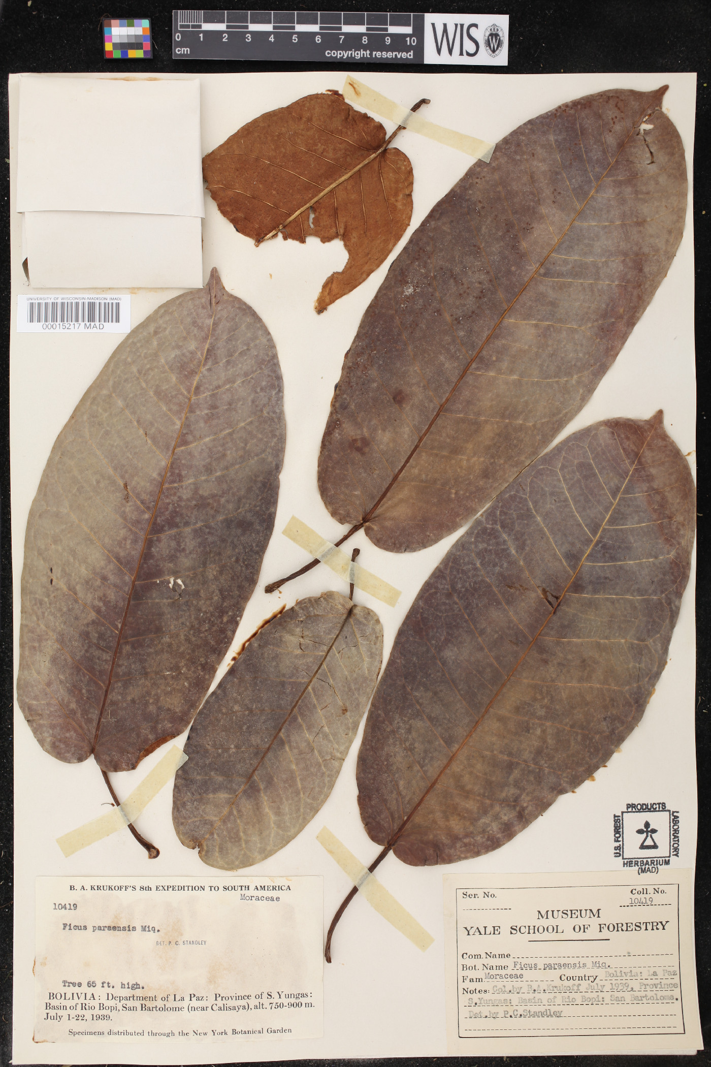 Ficus paraensis image