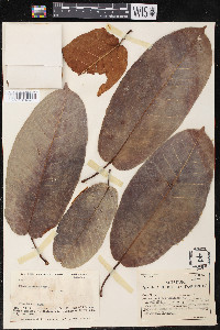 Ficus paraensis image