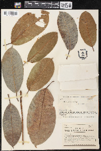 Ficus paraensis image