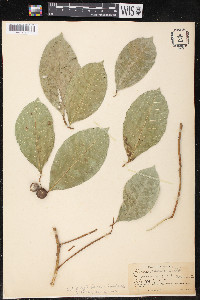 Ficus obtusiuscula image