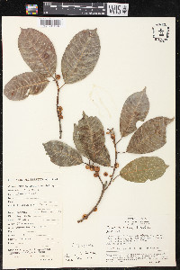 Ficus citrifolia image