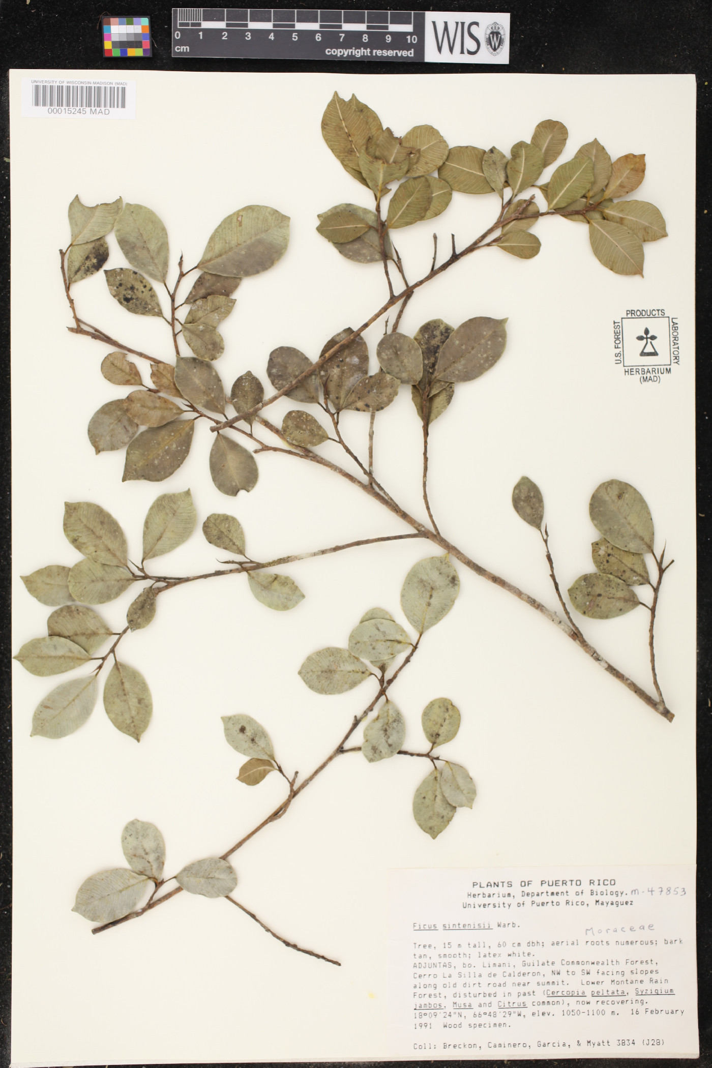 Ficus sintenisii image