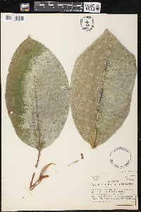 Ficus tonduzii image