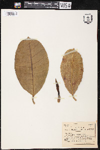 Ficus tonduzii image