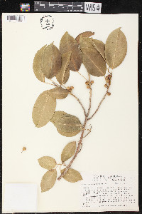 Ficus citrifolia image