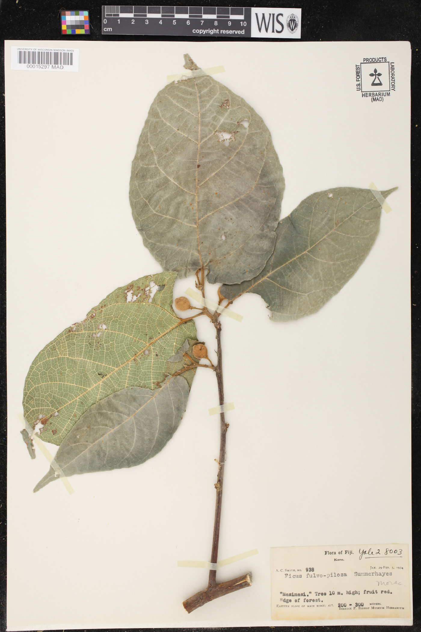 Ficus fulvopilosa image