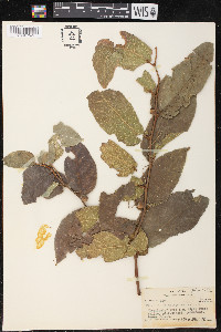Ficus fulvopilosa image