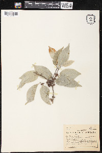 Ficus storckii subsp. kajewskii image