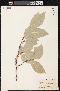 Ficus storckii subsp. kajewskii image