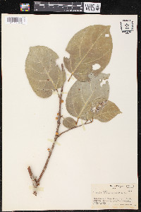 Ficus storckii subsp. kajewskii image