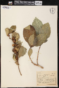Ficus septica image