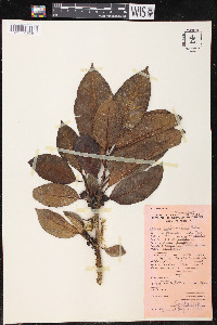 Ficus fistulosa image