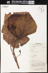 Ficus nodosa image