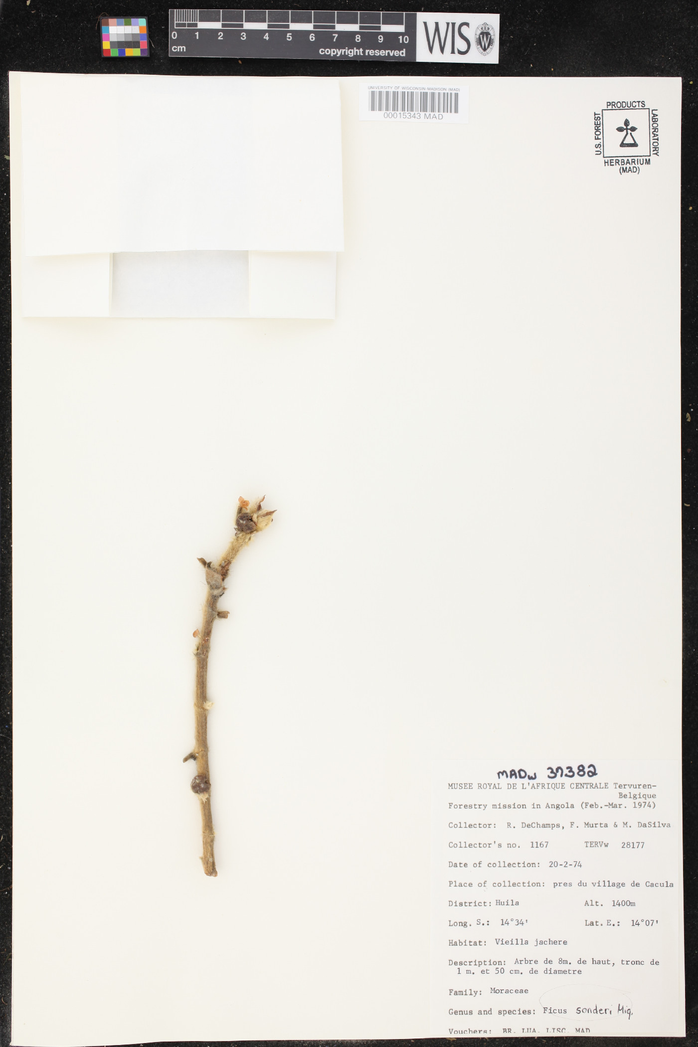 Ficus glumosa image