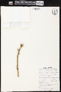 Ficus glumosa image