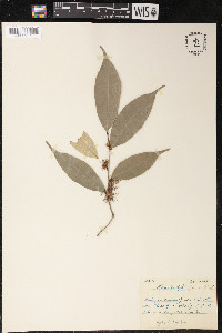 Brosimum sprucei image