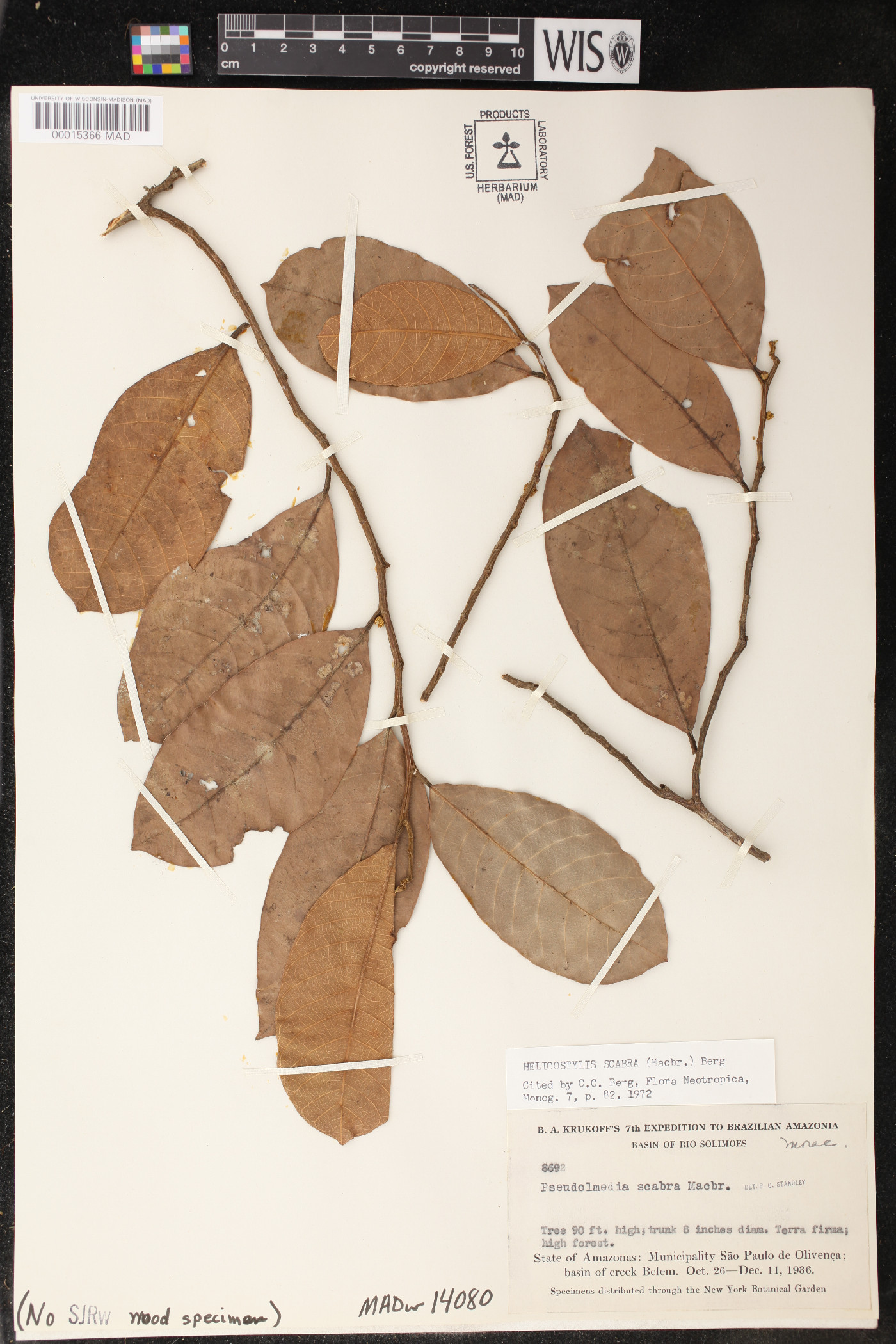 Helicostylis scabra image