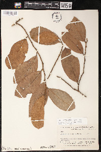Helicostylis scabra image
