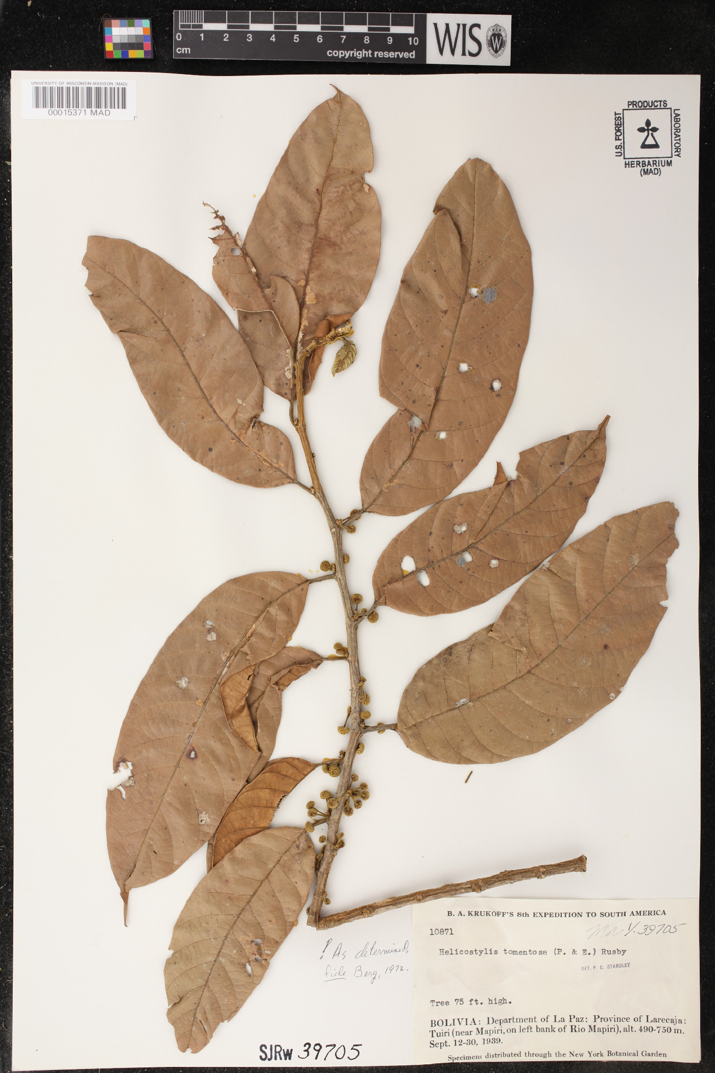 Helicostylis image