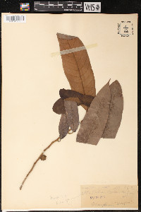 Helicostylis tomentosa image