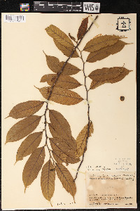 Helicostylis tovarensis image