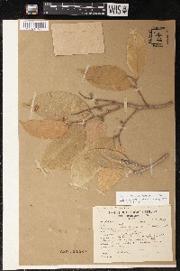 Maquira coriacea image