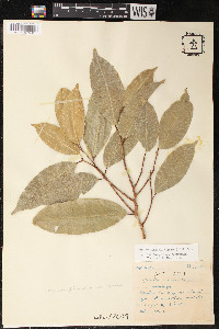 Maquira coriacea image
