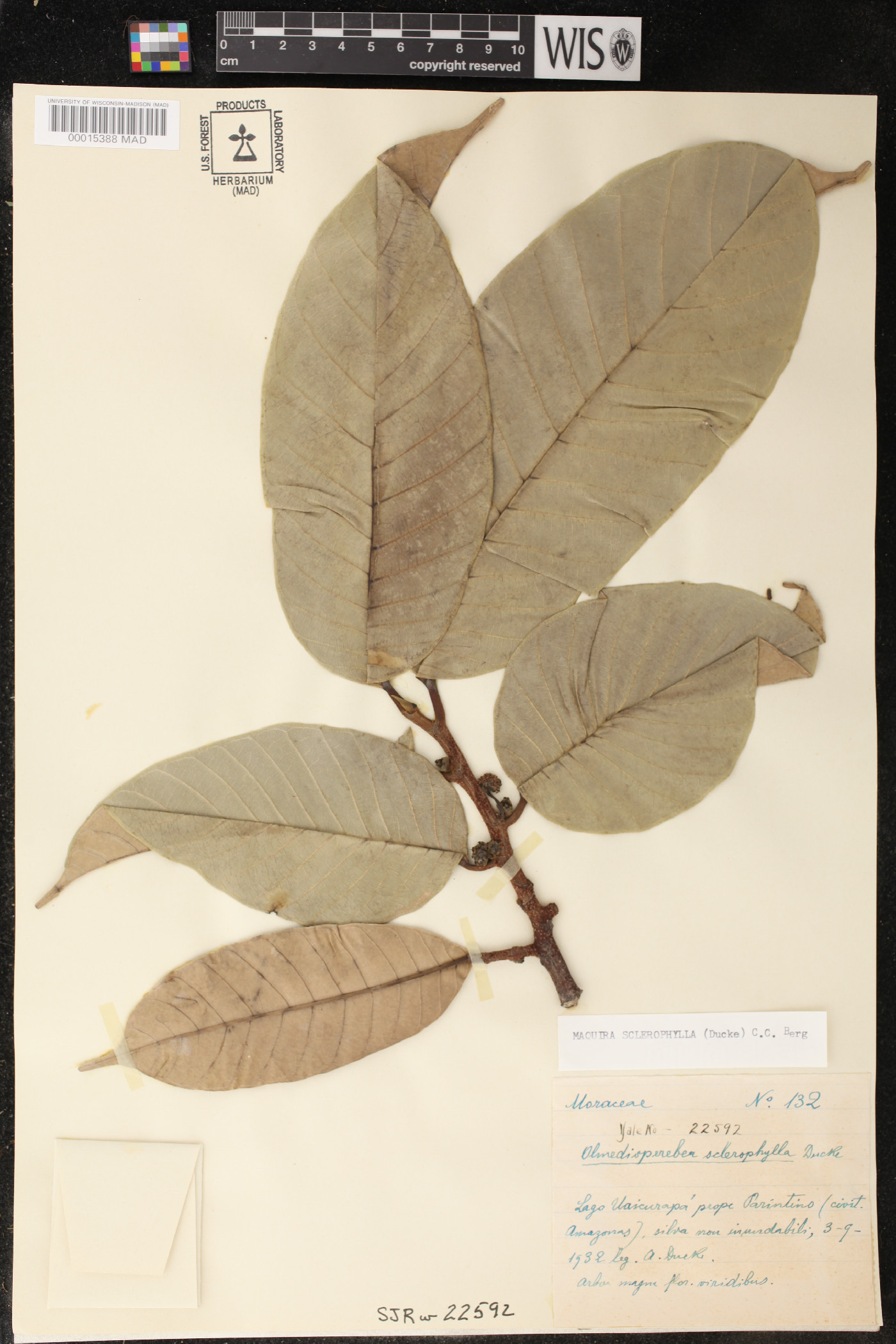 Maquira sclerophylla image