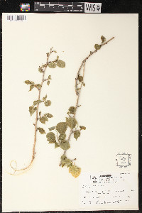 Morus microphylla image