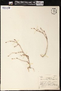 Morus microphylla image