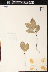 Sorocea duckei image