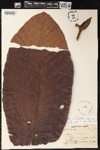 Perebea guianensis image