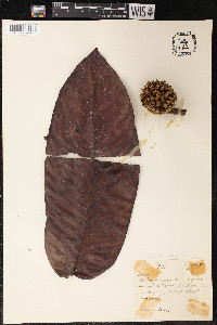 Perebea guianensis image