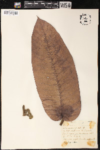Perebea guianensis image