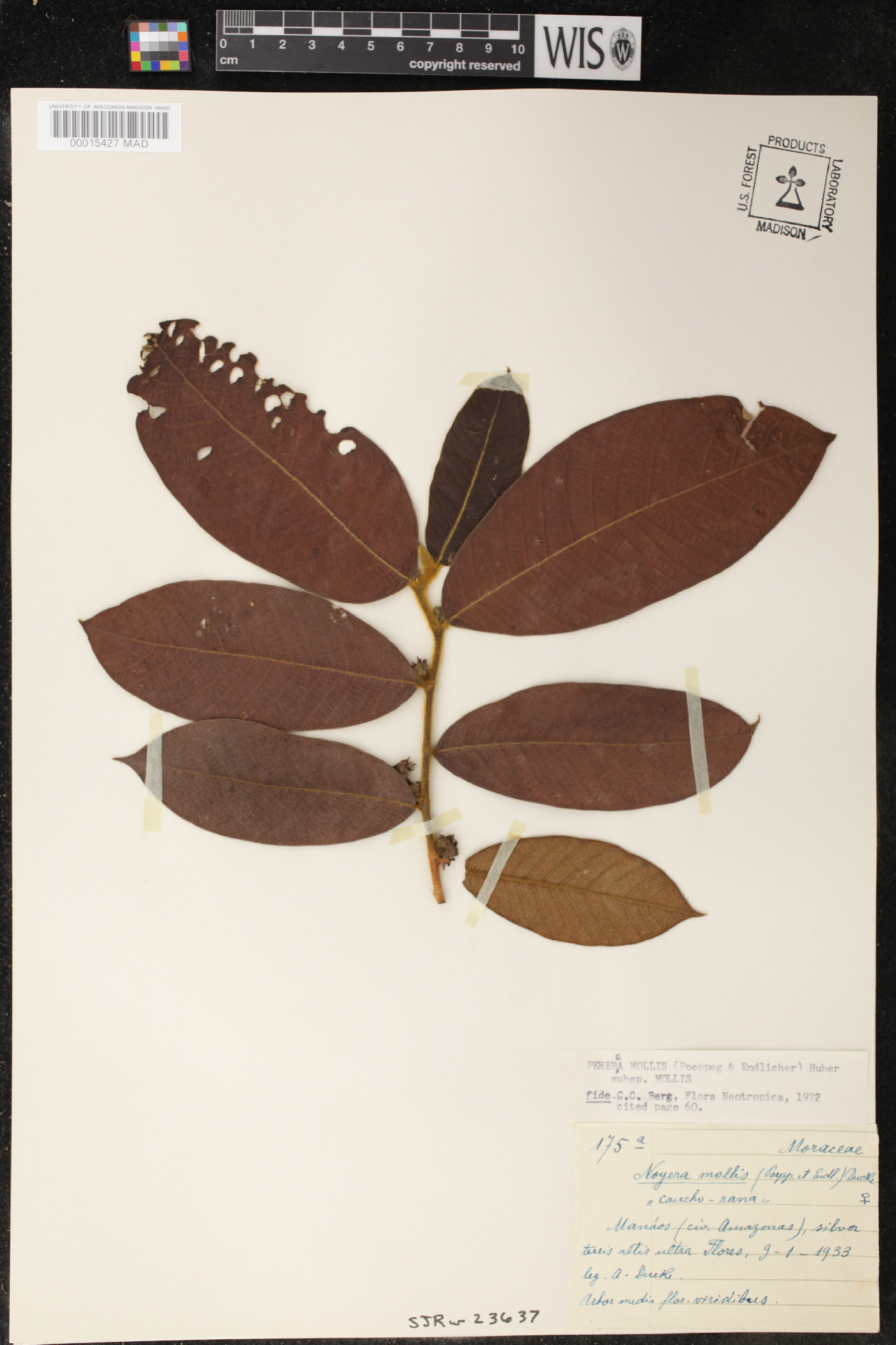 Perebea image
