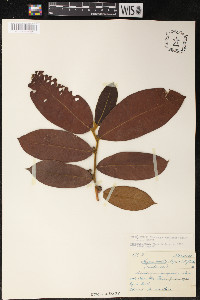 Perebea mollis image