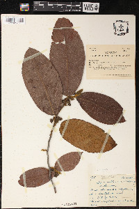Perebea mollis image