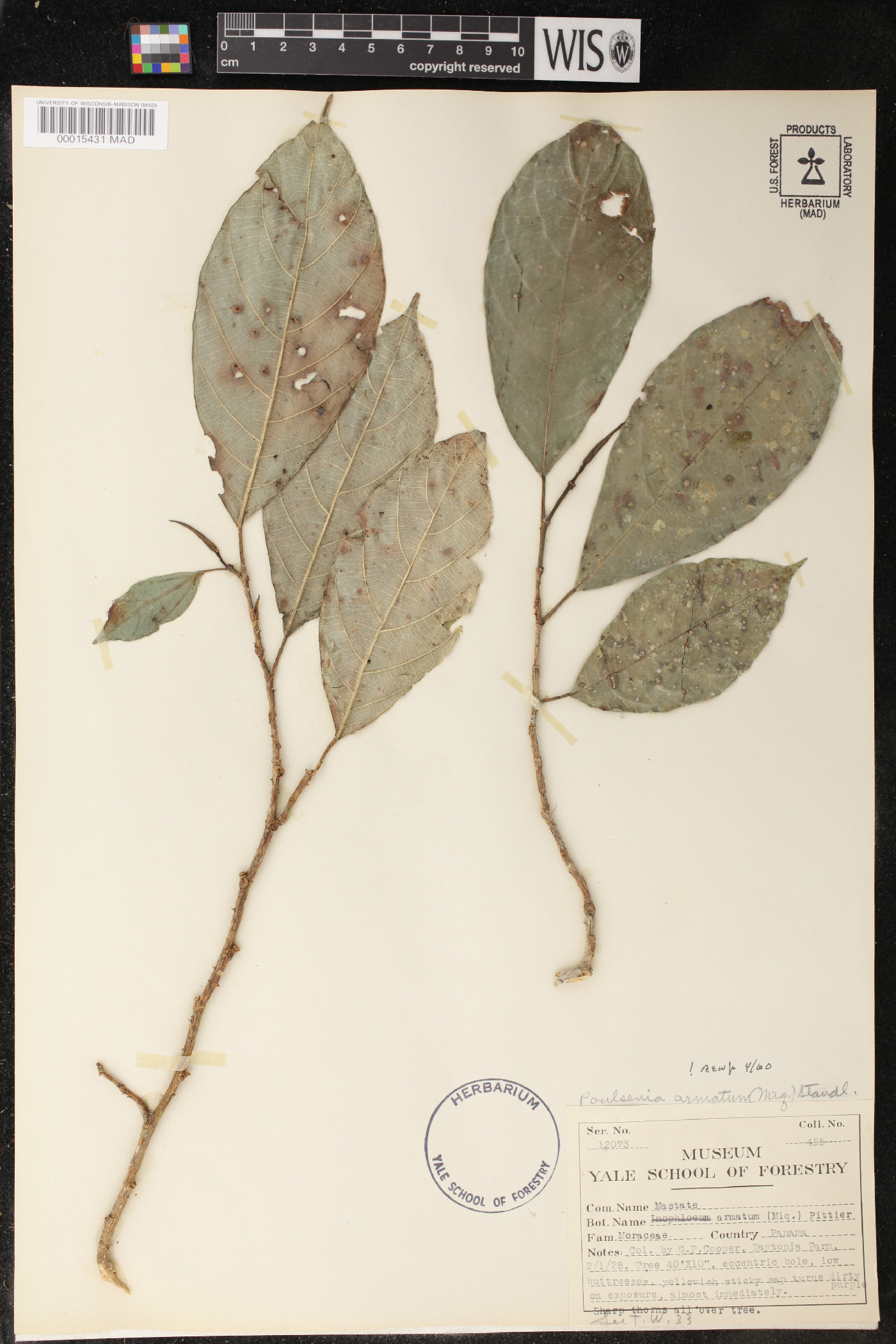 Poulsenia image